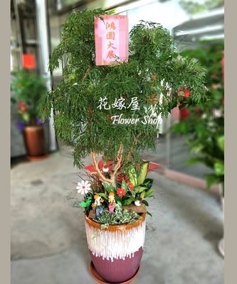 羽葉福祿桐(富貴樹) 喬遷之喜 榮陞誌喜盆栽